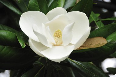 Bahçede beyaz çiçekler.