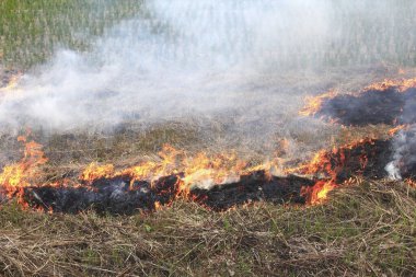 Doğadaki yangından sonra kuru otlar