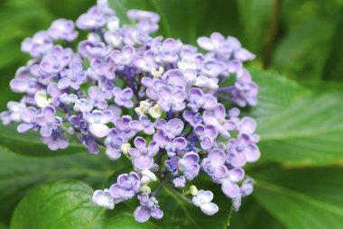 İçinde belgili tanımlık Bahçe, doğa geçmiş güzel çiçekler