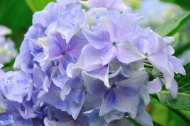 Bahçede güzel mor ortanca çiçek