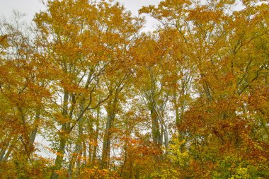 Sonbaharda ormandaki ağaçlar.