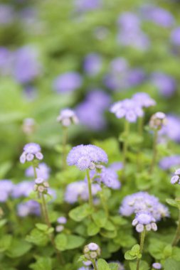 Bahçedeki güzel çiçekler