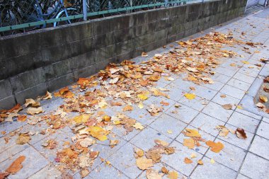 Asfalt zeminde düşen sonbahar yaprakları