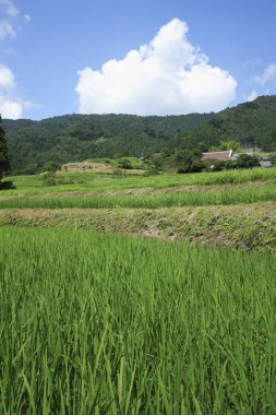 Arkasında bir dağ olan güzel bir manzara.