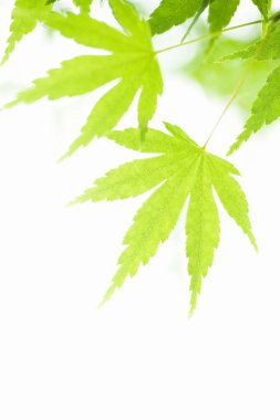 güzel yeşil yapraklar doğa arka planında                           