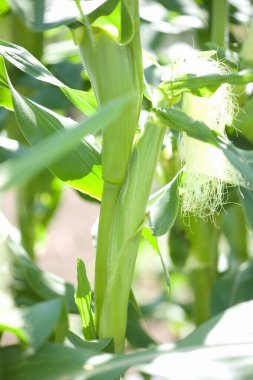 yeşil mısır tarlasında