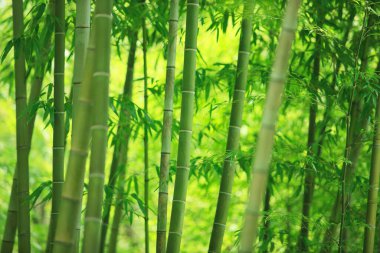 Ormanda bambu ağaçları