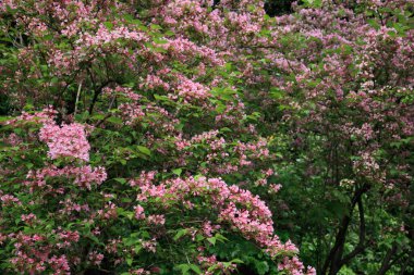 Bahçedeki güzel pembe çiçekler