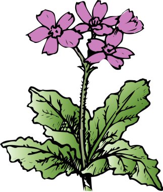 beyaz arkaplanda mor çiçekler 