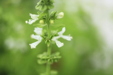 Bahçedeki güzel çiçekler