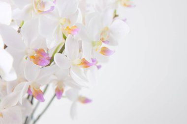 Beyaz arka plan üzerinde güzel beyaz orkide çiçek.