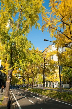Japonya 'da sonbahar ağaçları