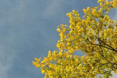 Sonbahar yaprakları, sonbahar bitkileri