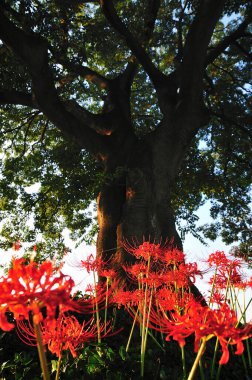 Güzel çiçekler, yakın manzara, yaz konsepti.