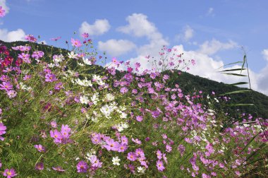 Bahçedeki güzel çiçekler