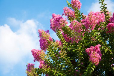 Bahçedeki güzel çiçekler