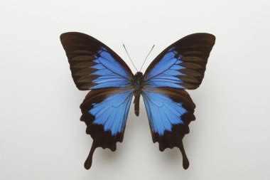 Beyaz arkaplanda kelebek