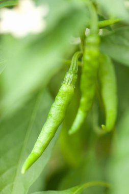 Bahçede taze yeşil biber