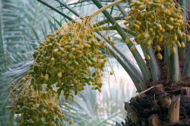 Yakından - palmiye yağının görüntüsü