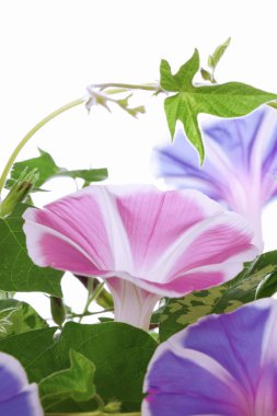 Bahçedeki güzel çiçekler