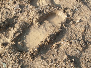 Kumda ayak izleri, yakın. 