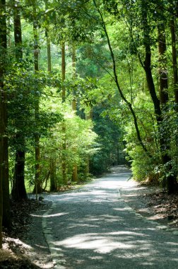 Şehirde yeşil ağaçları olan güzel bir orman.