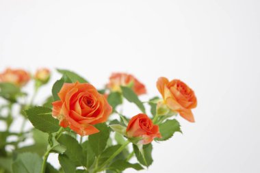 beyaz arkaplanda izole edilmiş turuncu güller