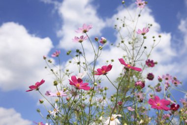 Güzel pembe kozmos çiçekleri mavi gökyüzünde çiçek açıyor.