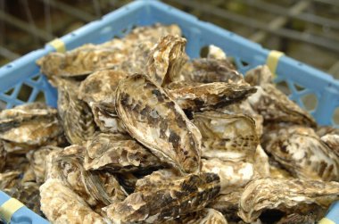 Marketteki istiridyeler, kapatın. 