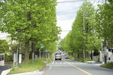 Japonya 'da Utsukushigaoka Bulvarı' ndaki ünlü ağaçlar.