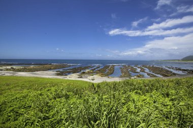 Deniz kıyısında kayalar ve yeşil bitkilerle güzel bir manzara.    