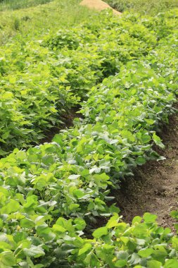 Gündüzleri çiftlikte yeşil bitkiler 