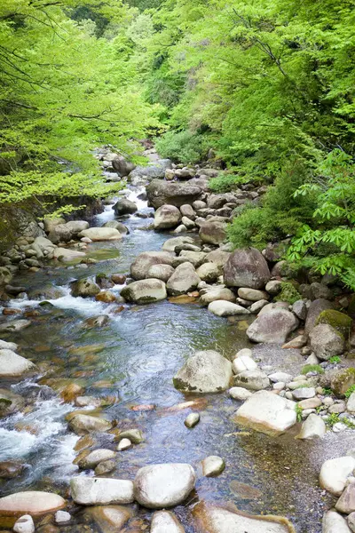 自然の背景にある森に石を積んだ川 — ストック写真
