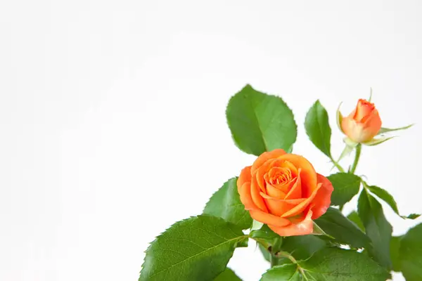 Oranje Rozen Bloemen Geïsoleerd Witte Achtergrond — Stockfoto