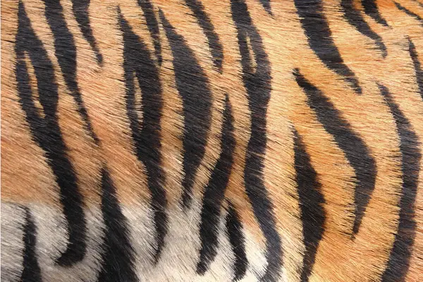 Close Tiger Skin — Stock Photo, Image