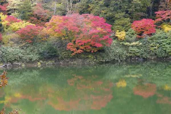 Осенний Пейзаж Деревьями Рекой Лесу — стоковое фото