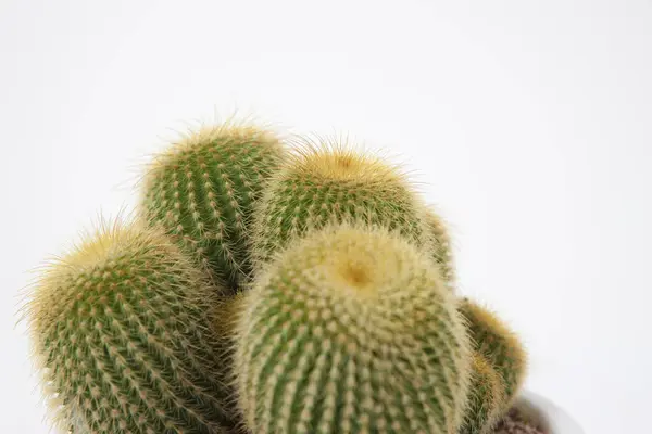 Close Cactus White Pot Isolated White — Stock Photo, Image