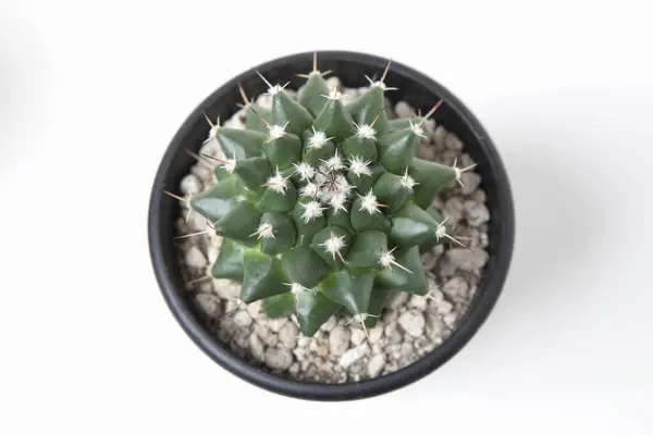 Green Cactus Pot White Background — Stock Photo, Image