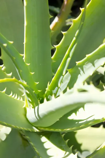 Arkaplanda Yeşil Aloe Vera Yaprakları Kapatın — Stok fotoğraf