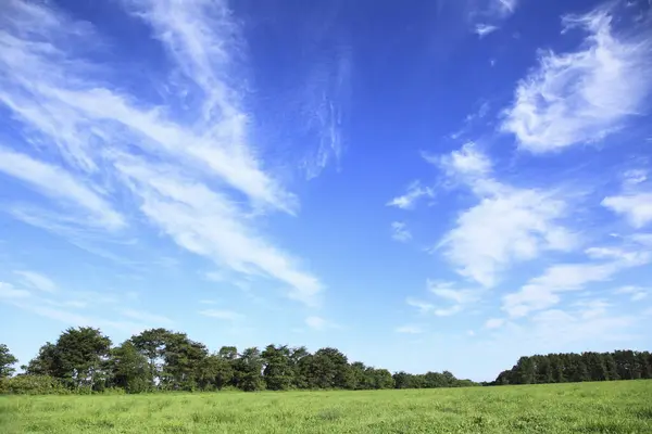 Prado Verão Verde Sob Céu Nublado Vista Diurna — Fotografia de Stock