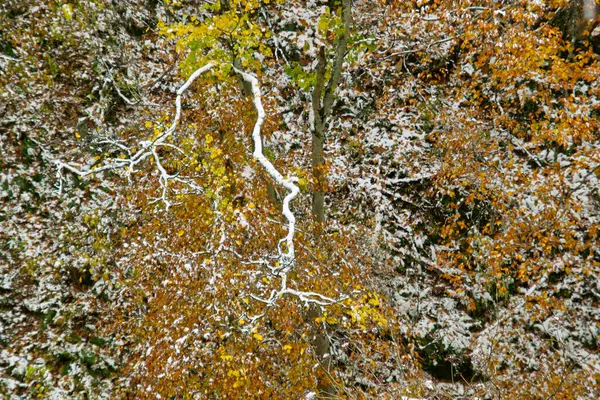 Bela Floresta Outono Com Árvores Cobertas Neve — Fotografia de Stock