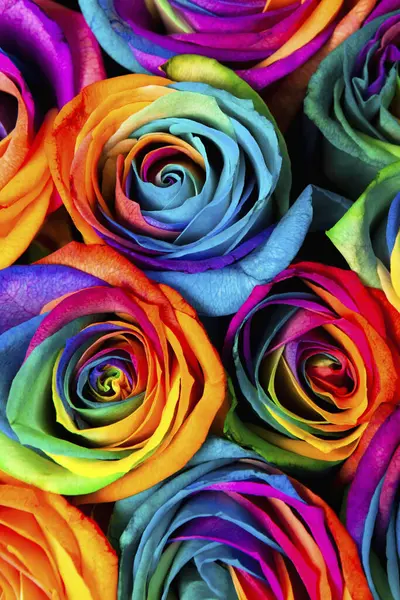 Çok Renkli Parlak Renkli Gökkuşağı Çiçekleri — Stok fotoğraf
