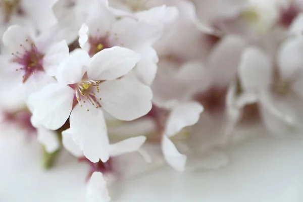 Flor Primavera Belas Flores Galho Árvore — Fotografia de Stock