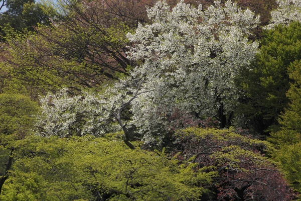 Cherry Mekar Jepang Tokyo — Stok Foto