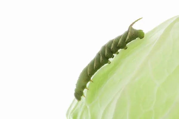 Green Caterpillar White Background — Stock Photo, Image