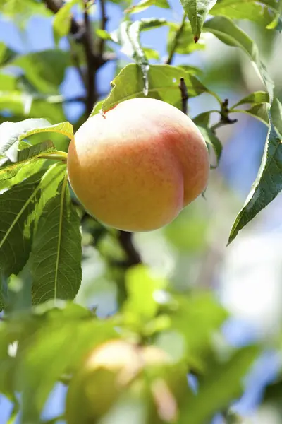 庭の木の上に桃 — ストック写真