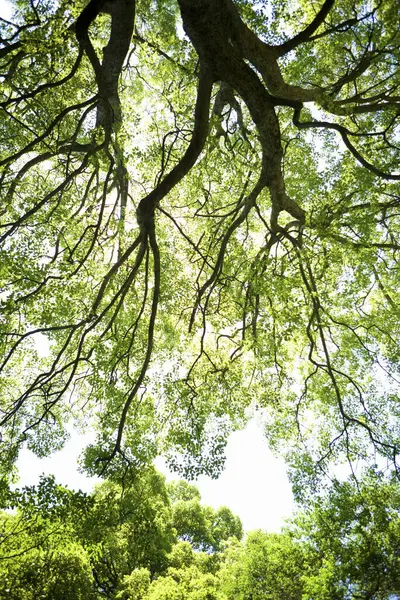 Alacsony Szög Kilátás Zöld Fák Erdőben Növény Természet — Stock Fotó