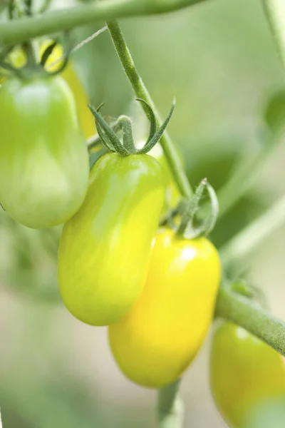 close up of a ripe tomato in a greenhouse
