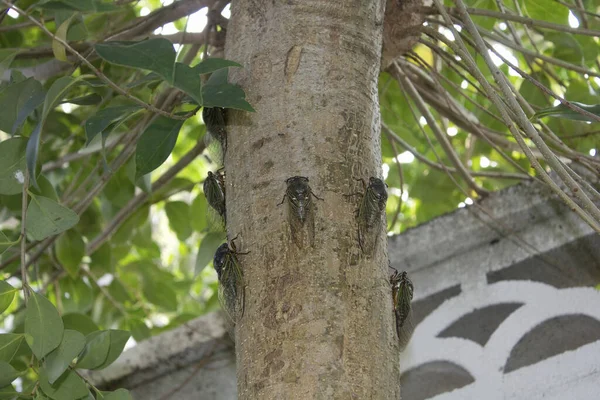 Árvore Tronco Textura Close Com Bugs — Fotografia de Stock