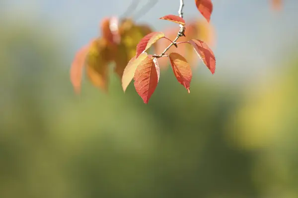 Ağaç Dalı Üzerinde Kırmızı Yapraklar — Stok fotoğraf
